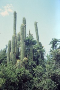 0065 kaktus.jpg